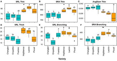 Unveiling Differences in Root Defense Mechanisms Between Tolerant and Susceptible Olive Cultivars to Verticillium dahliae